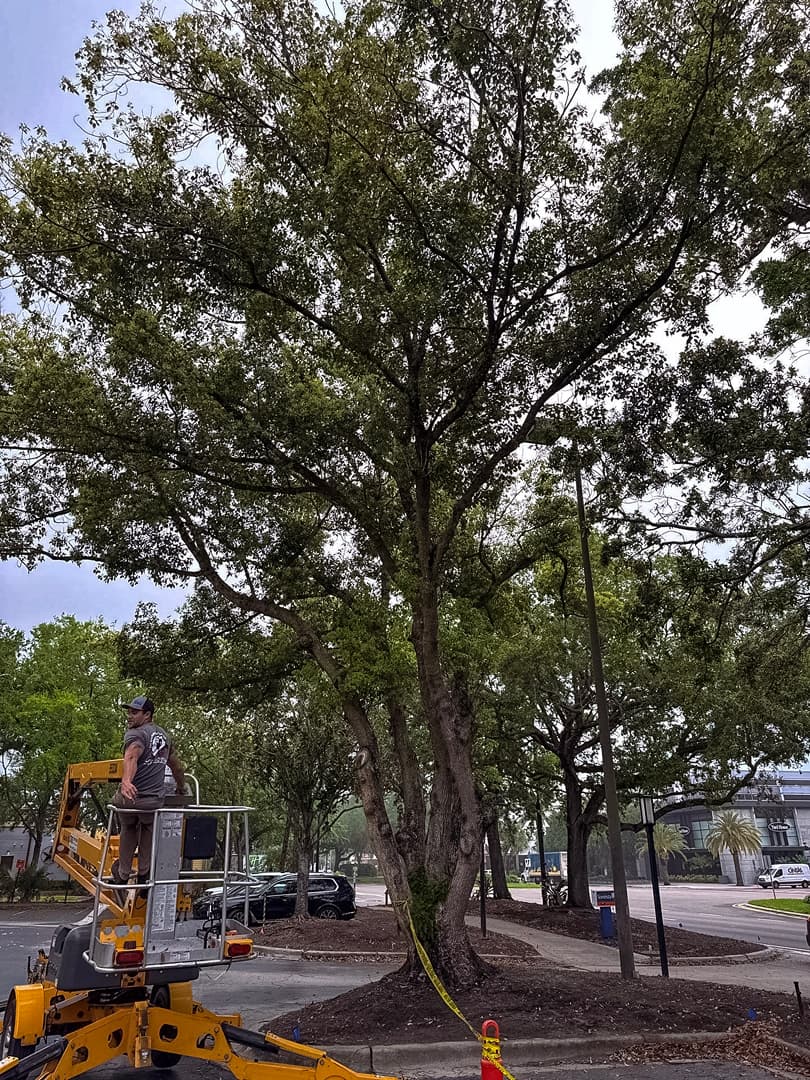 Before property cleanup