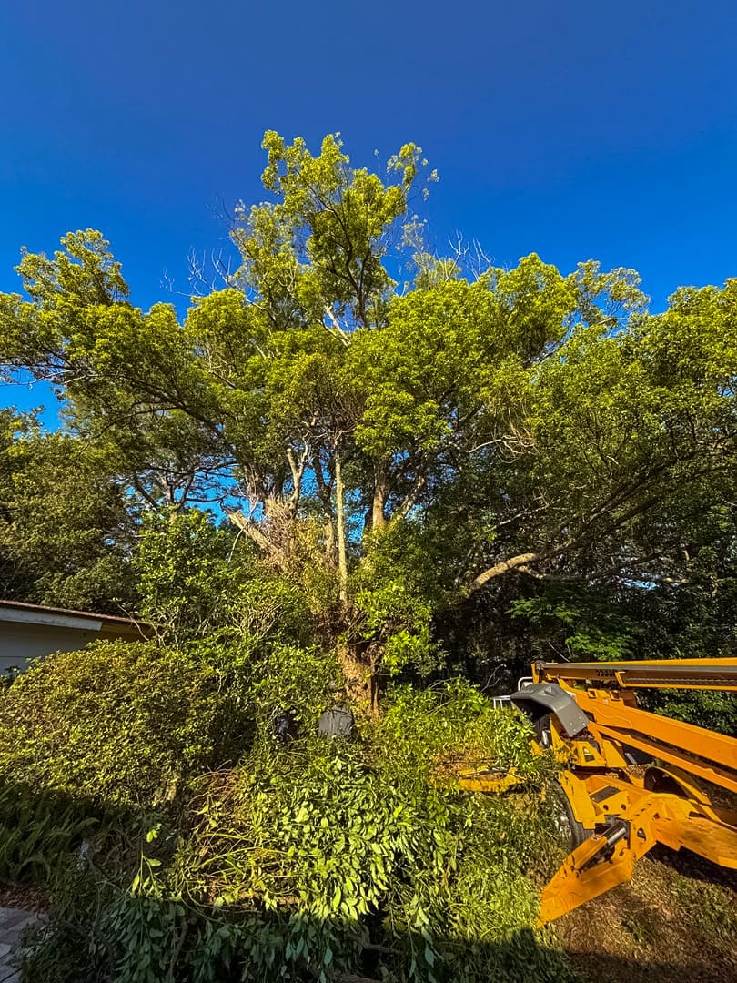 Before property cleanup