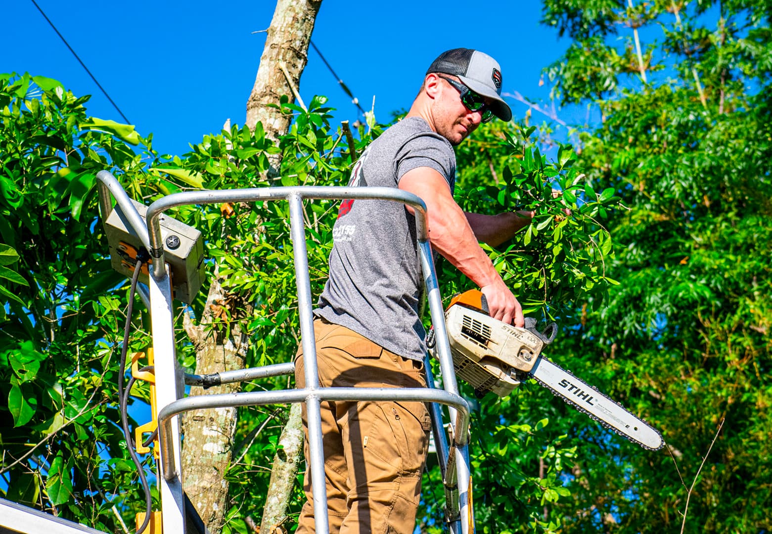 Cox Arboriculture Team Working