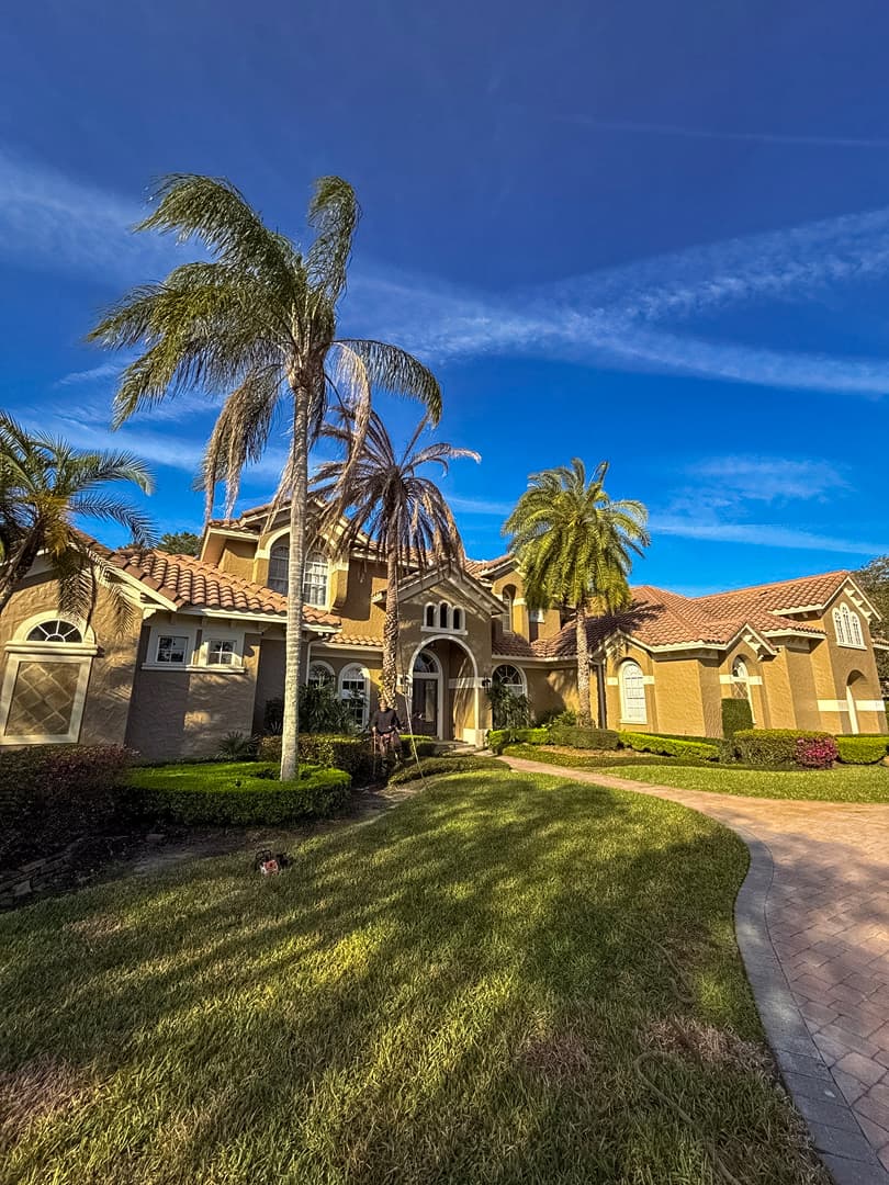Massive Camphor tree before removal