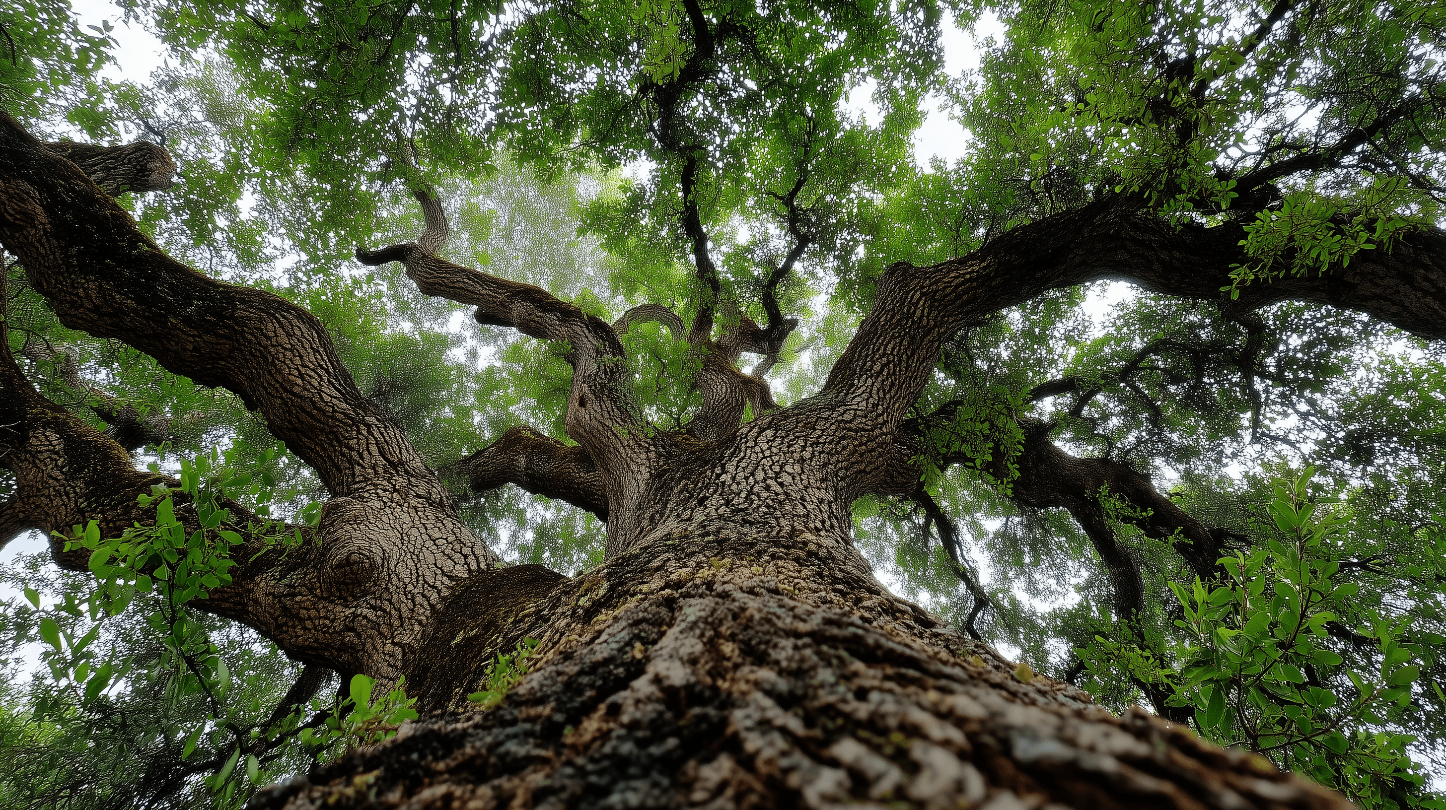 Bald Cypress Tree Florida Guide