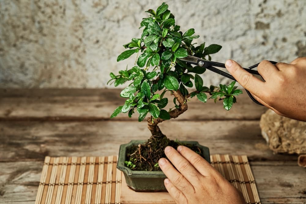 How to Care for Bonsai Trees