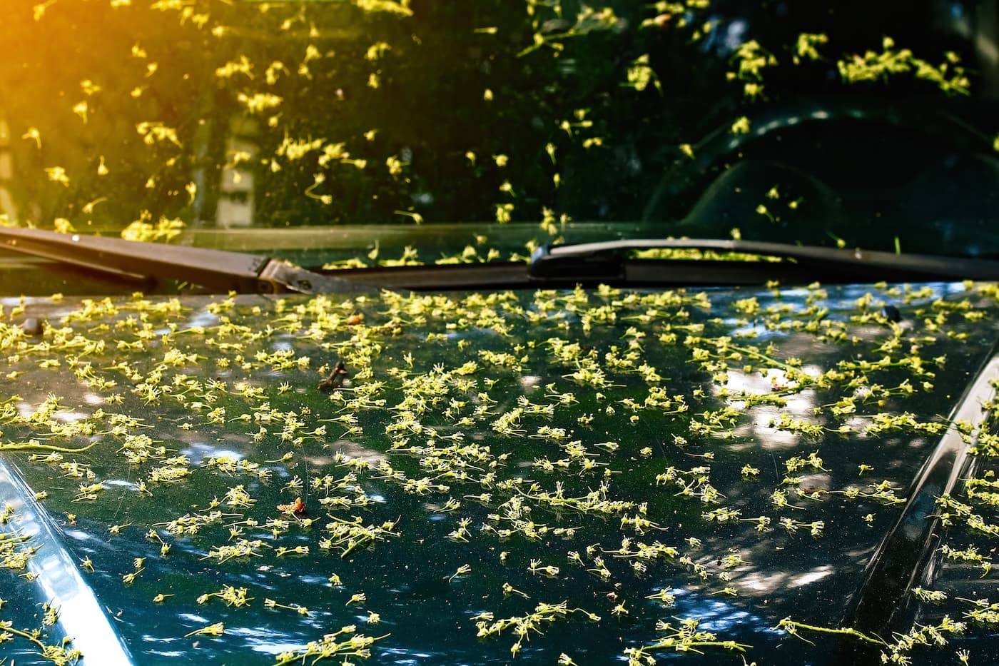 Remove Tree Sap Safely from Cars