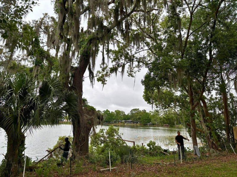 Fallen tree on property in Central Florida