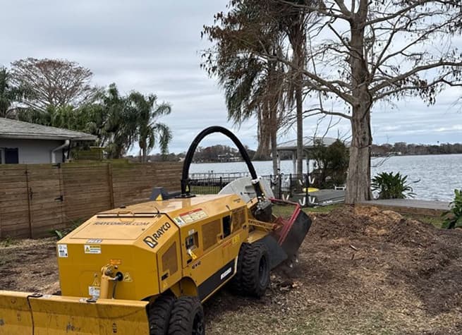 Massive camphor tree towering over house