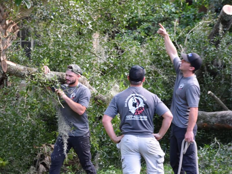Cox Arboriculture Team Working Together