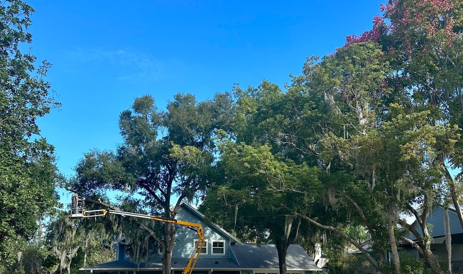 Ornamental Tree Pruning Orlando