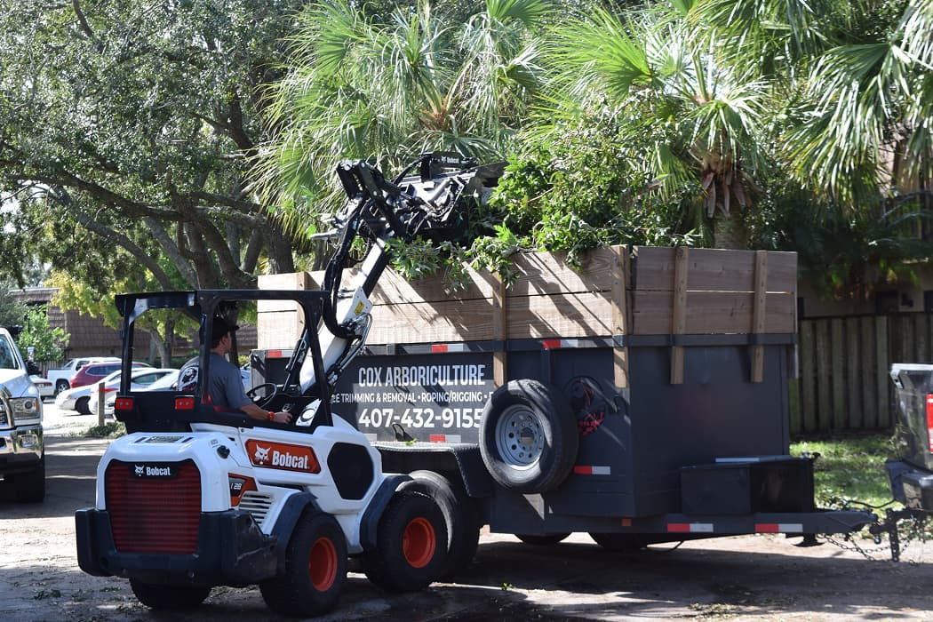 Tree Debris Removal in Orlando