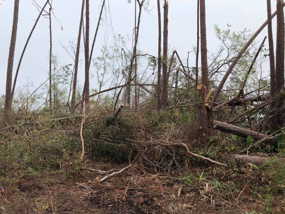 Wooded residential lot ready for clearing in Central Florida