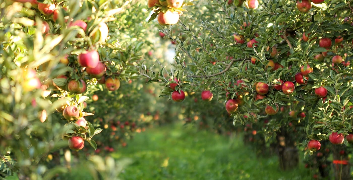Complete Fruit Tree Pruning Guide: Apple, Peach, Fig & Citrus Trees