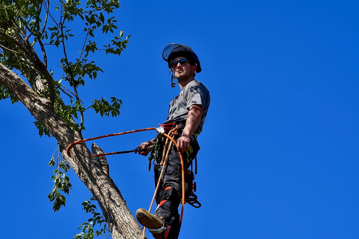General Tree Trimming Services in Orlando
