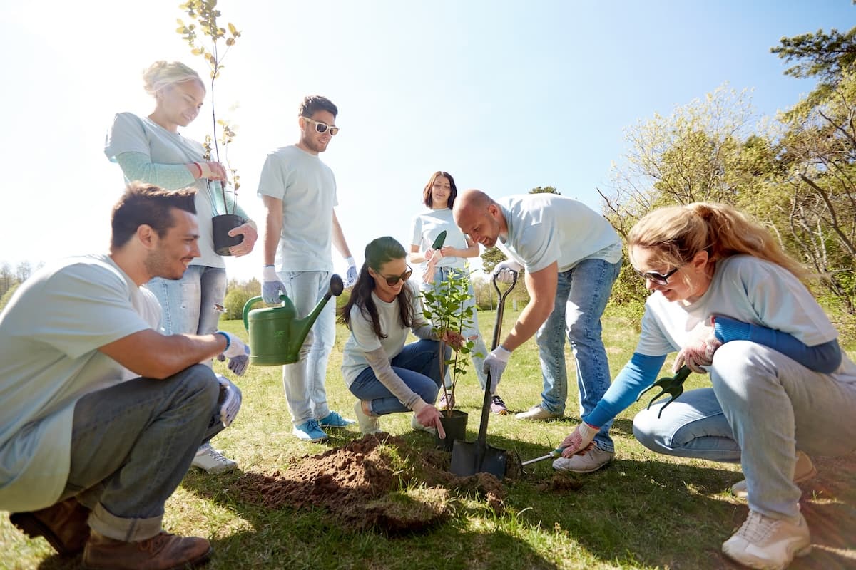 Tree Planting Cost Guide & Savings