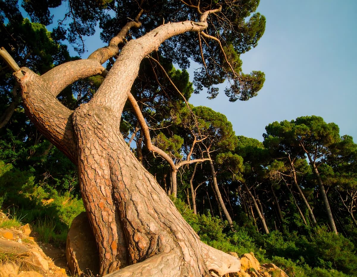 Straighten a Leaning Tree Safely