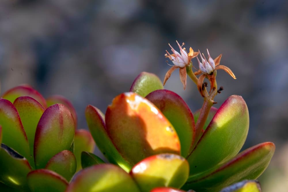 Care for Popular Indoor Trees