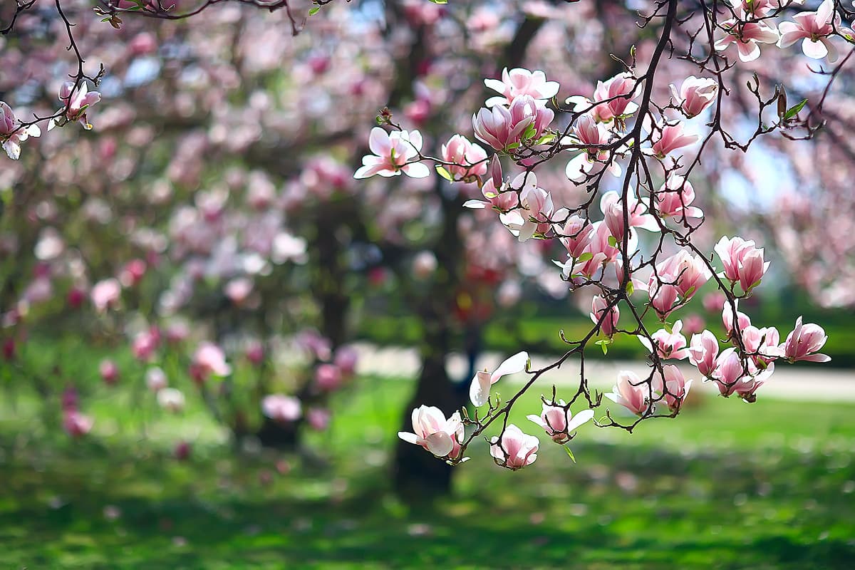 Magnolia Tree Health Assessment in Orlando