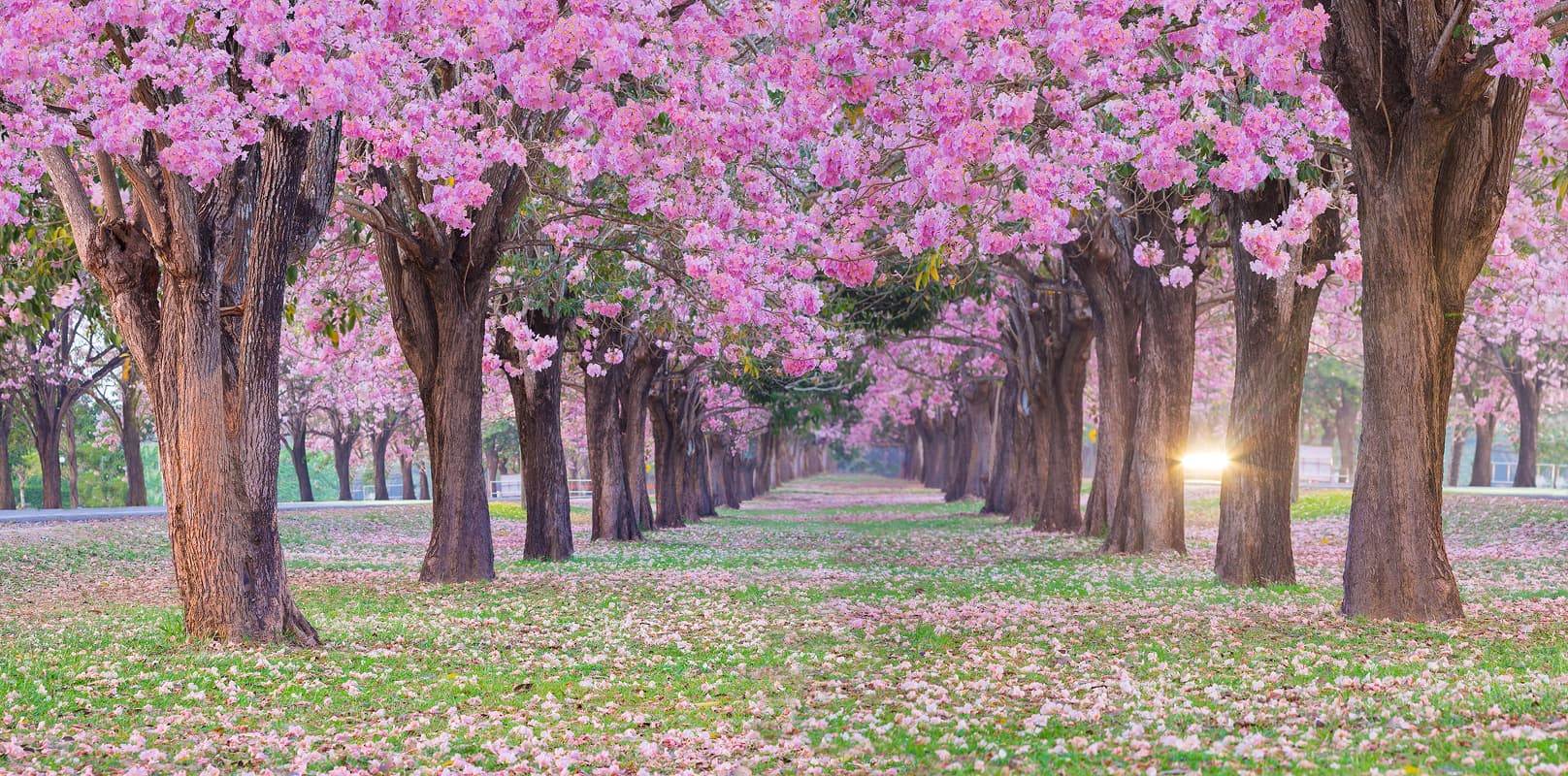 Magnolia Tree Size Management in Orlando