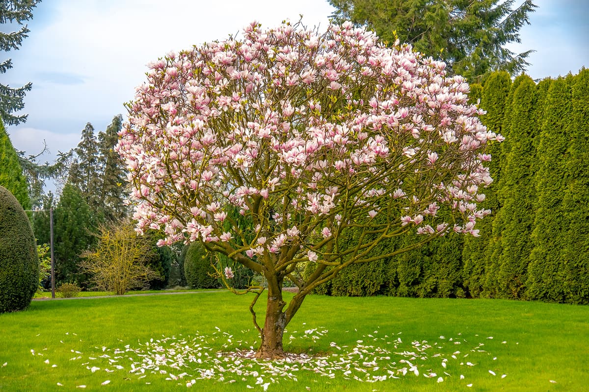 Specialty Magnolia Care including Bonsai in Orlando
