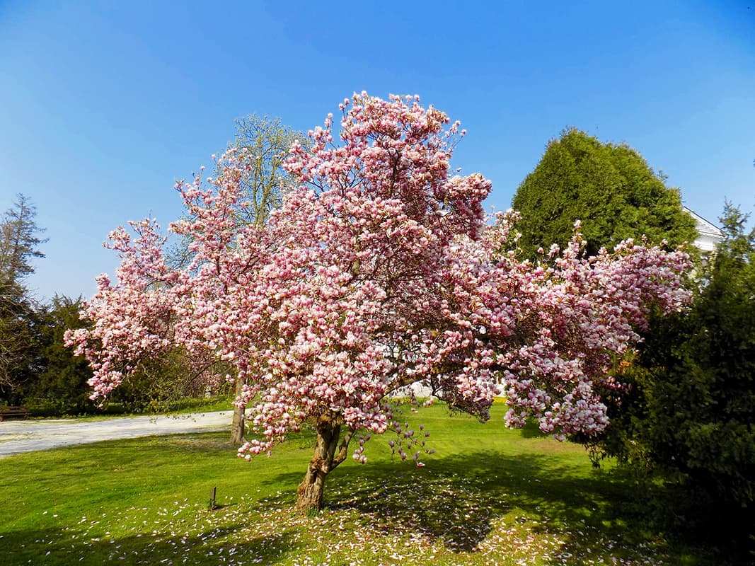 Professional Magnolia Tree Pruning in Orlando