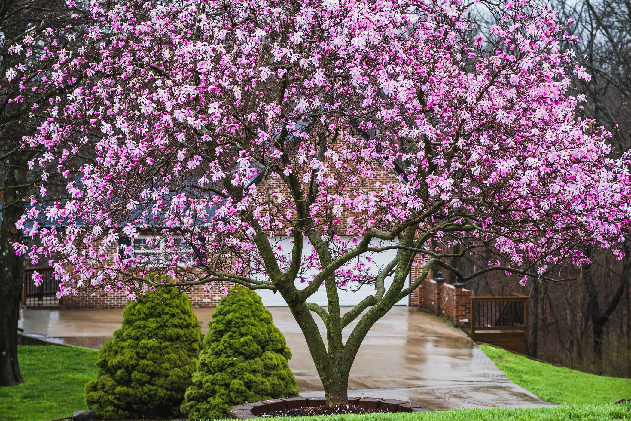 Professional Magnolia Tree Care in Orlando, Florida