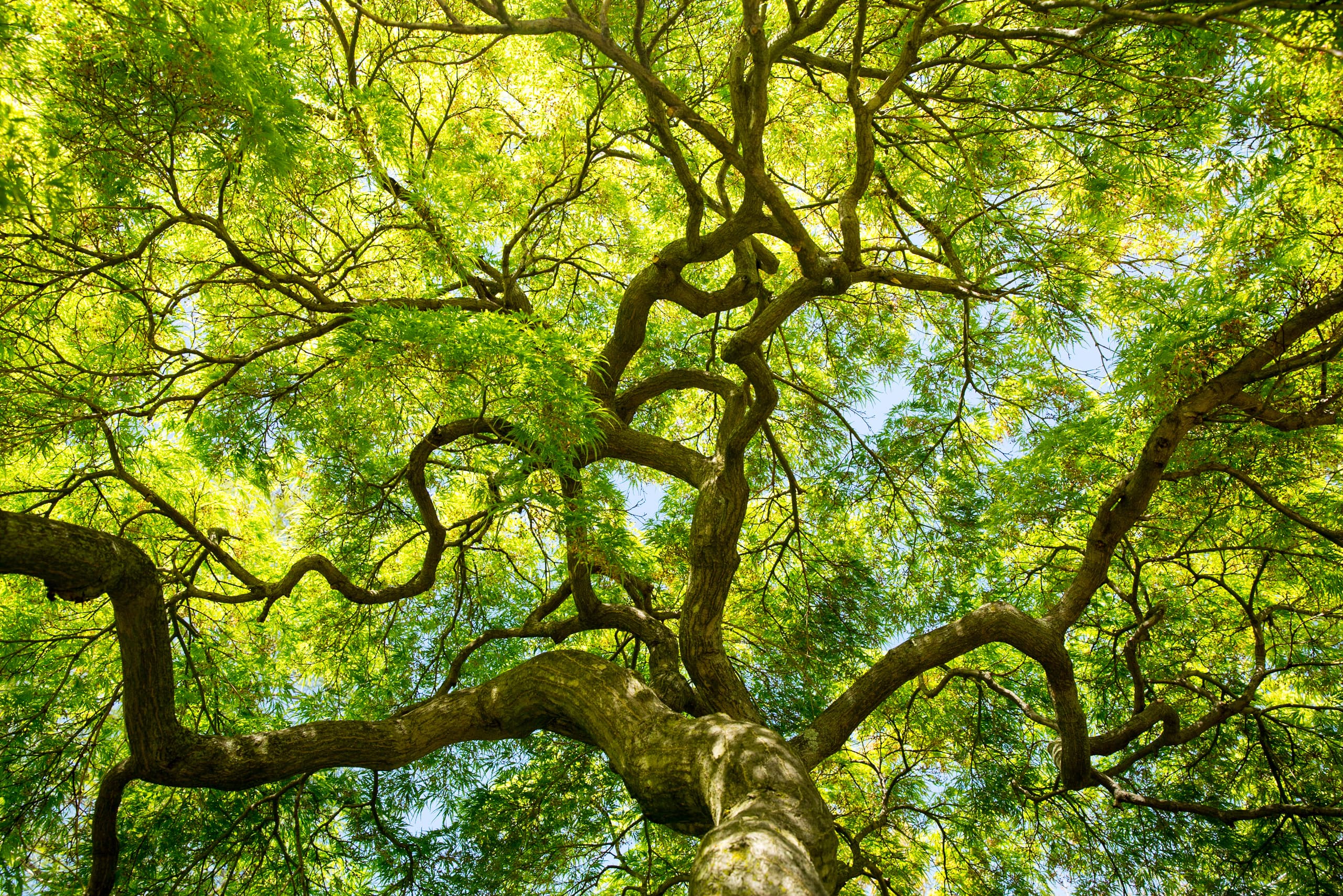 Professional Maple Tree Care and Japanese Maple Pruning in Orlando, Florida