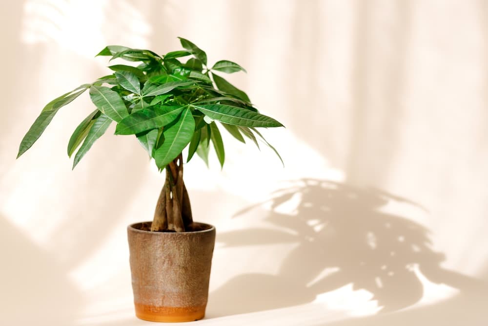 How to Care for a Money Tree