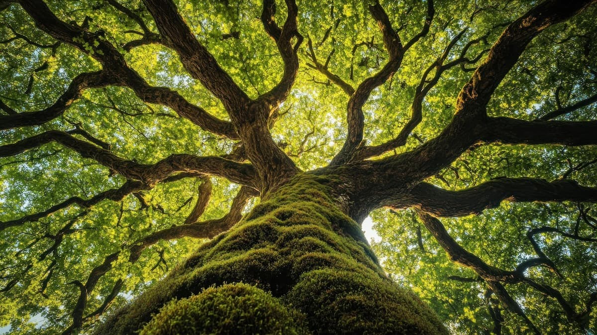 Does Spanish Moss Help or Hurt Trees? The Truth Revealed