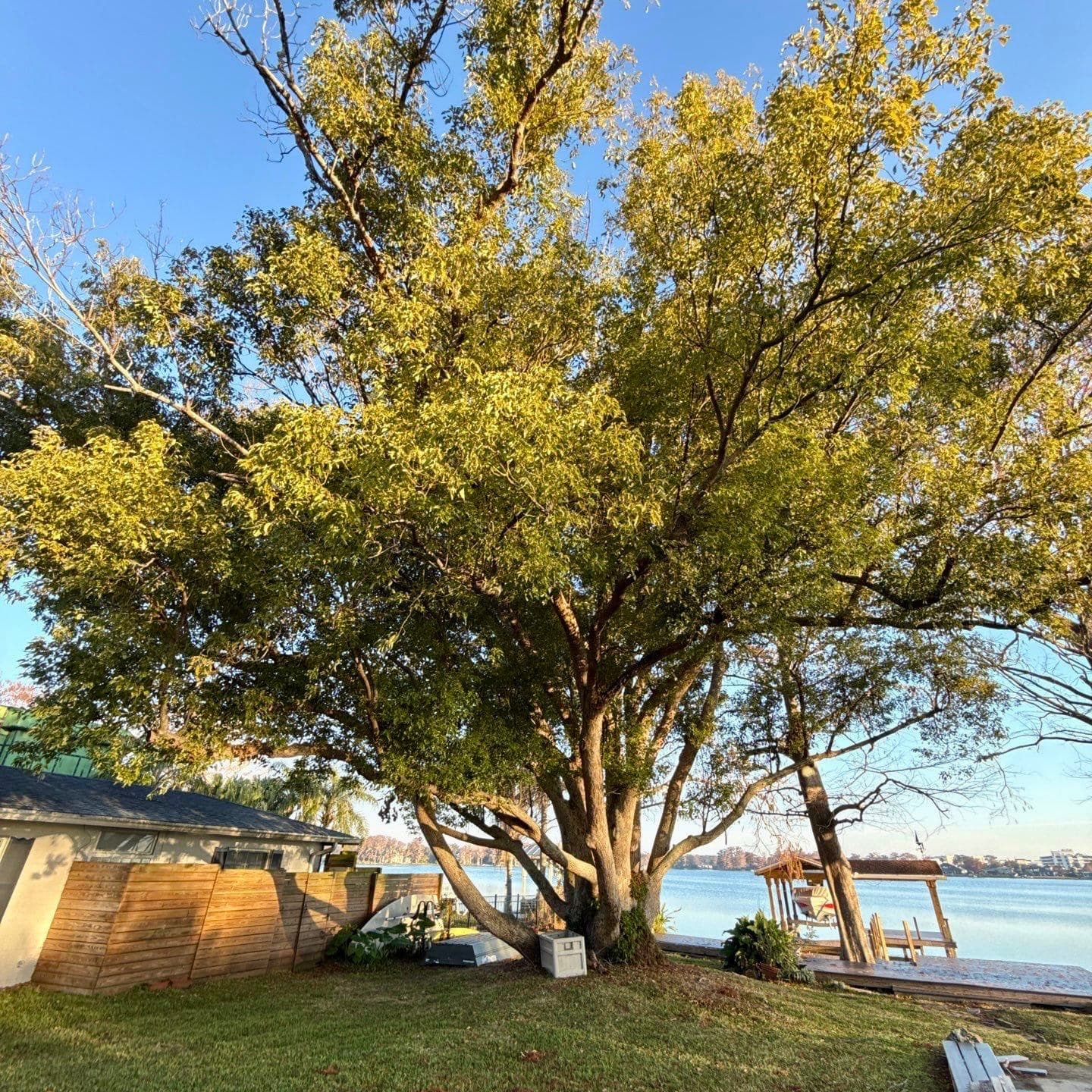 Before Tree Removal - Dangerous Leaning Tree
