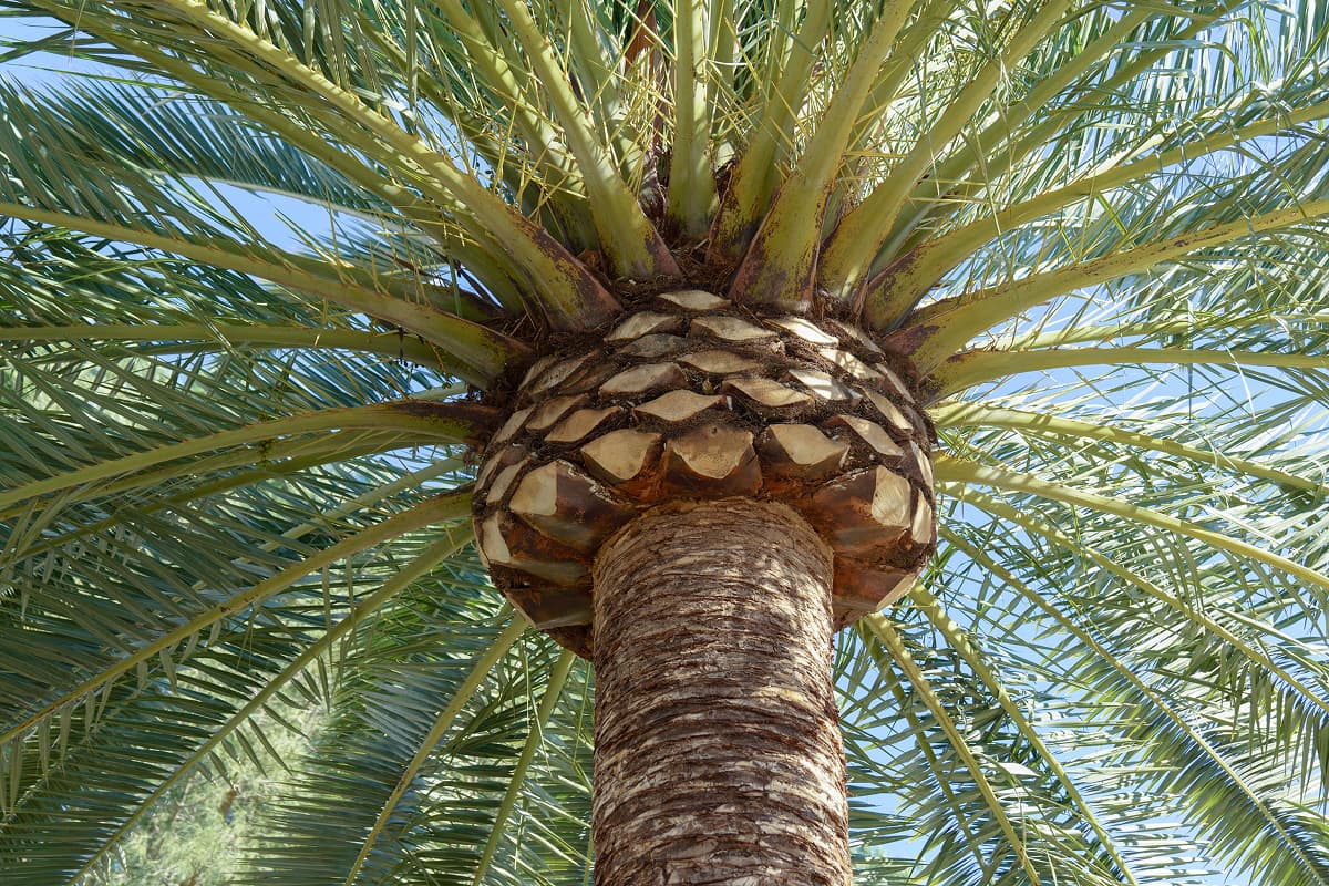 Professional Palm Tree Trimming Service in Orlando