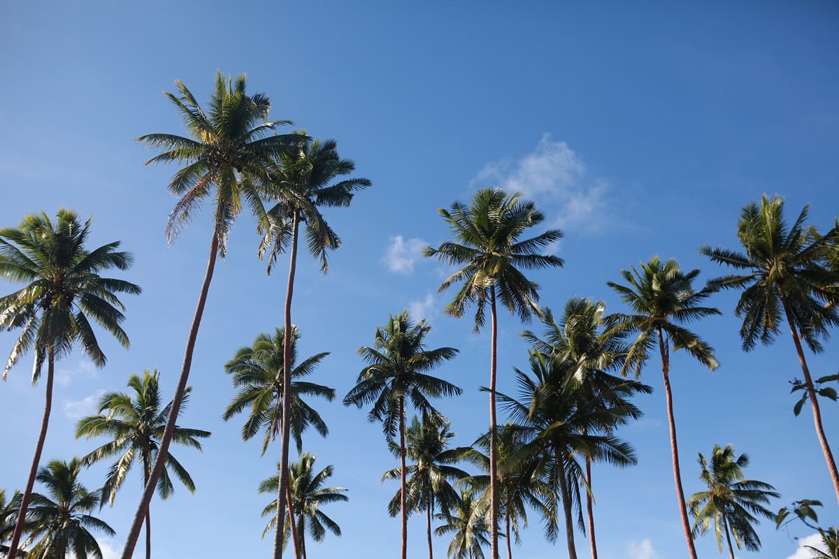 Palm Tree Pruning and Frond Removal in Orlando