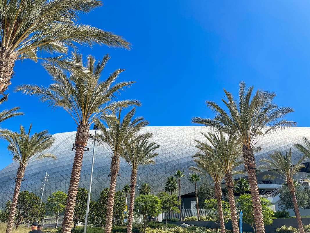 Palm Plant Trimming and Ornamental Palm Care in Orlando