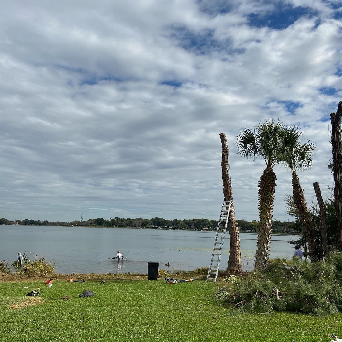 After Palm Tree Trimming