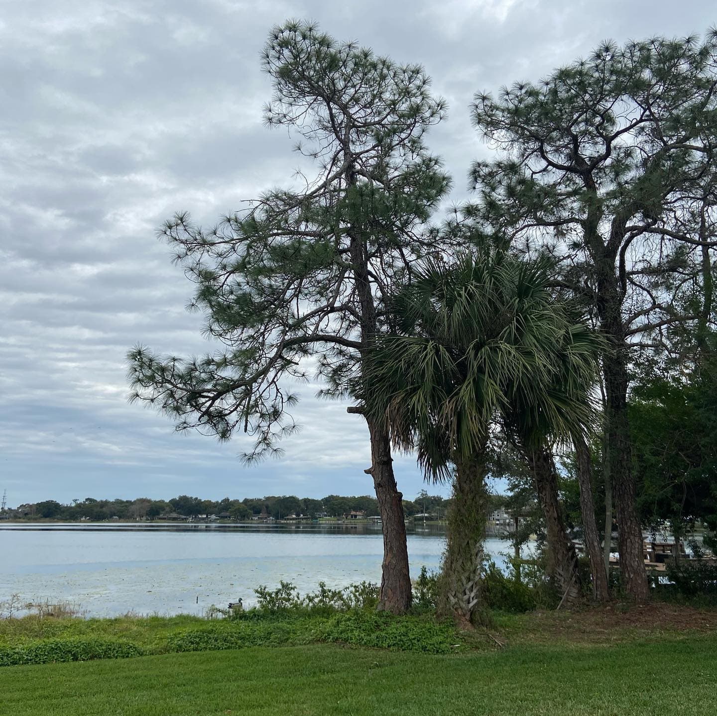 Palm Tree Cutting and Maintenance Service in Orlando