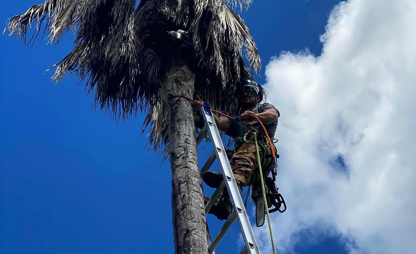 Professional Palm Tree Trimming Service in Orlando, Florida