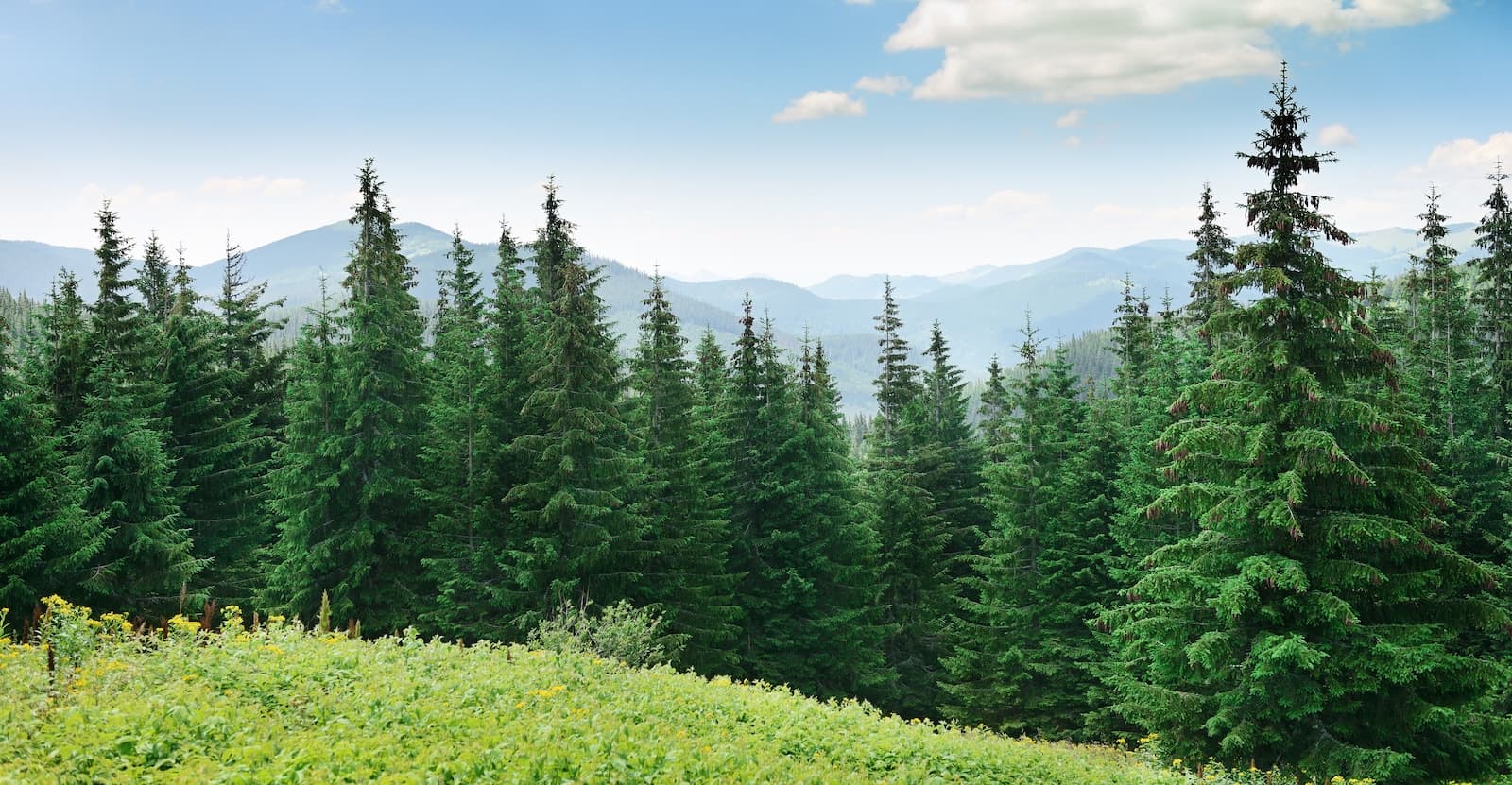 Trim and Cut Pine Trees Safely Guide