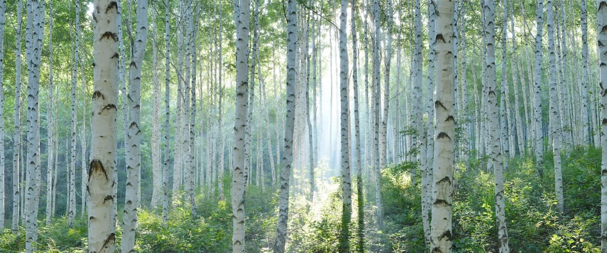 Pruning Birch Trees Guide