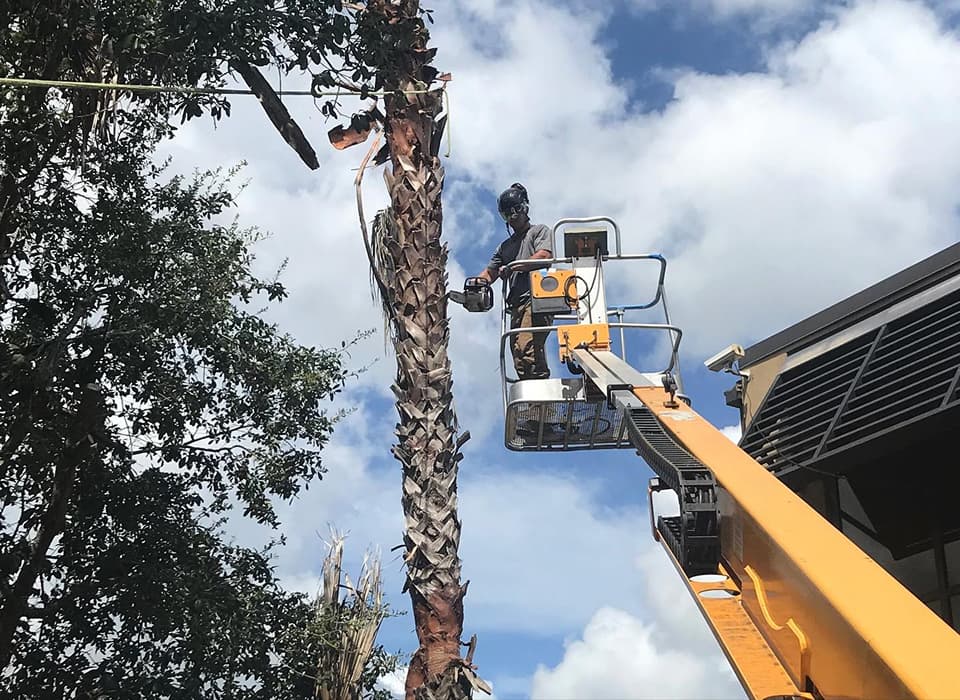 Emergency Tree Service in Edgewater