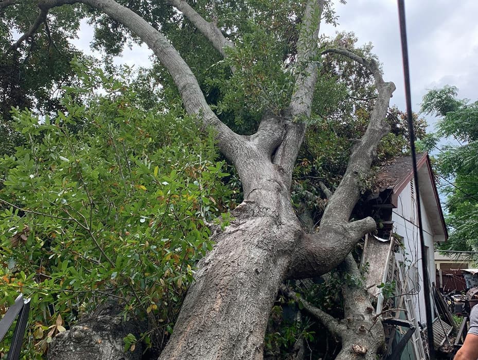 Emergency Storm Damage Cleanup Services in Orlando, Florida