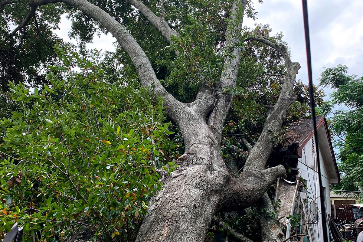 Storm Damage & Cleanup Service