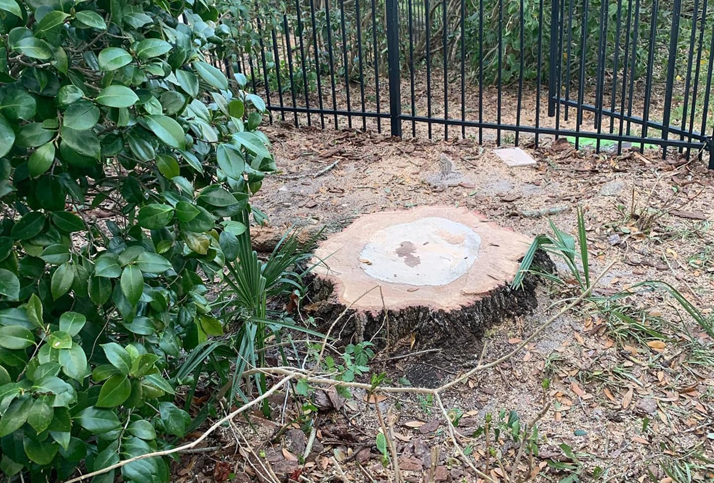Stump Grinding and Removal in Sanford