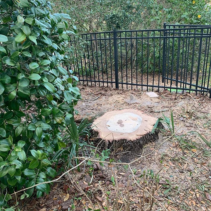 Root Removal Service