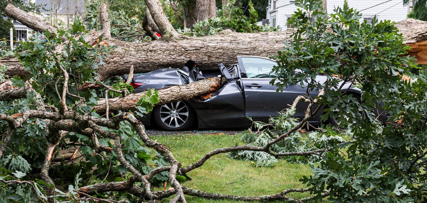What to Do If a Tree Hits Your Car