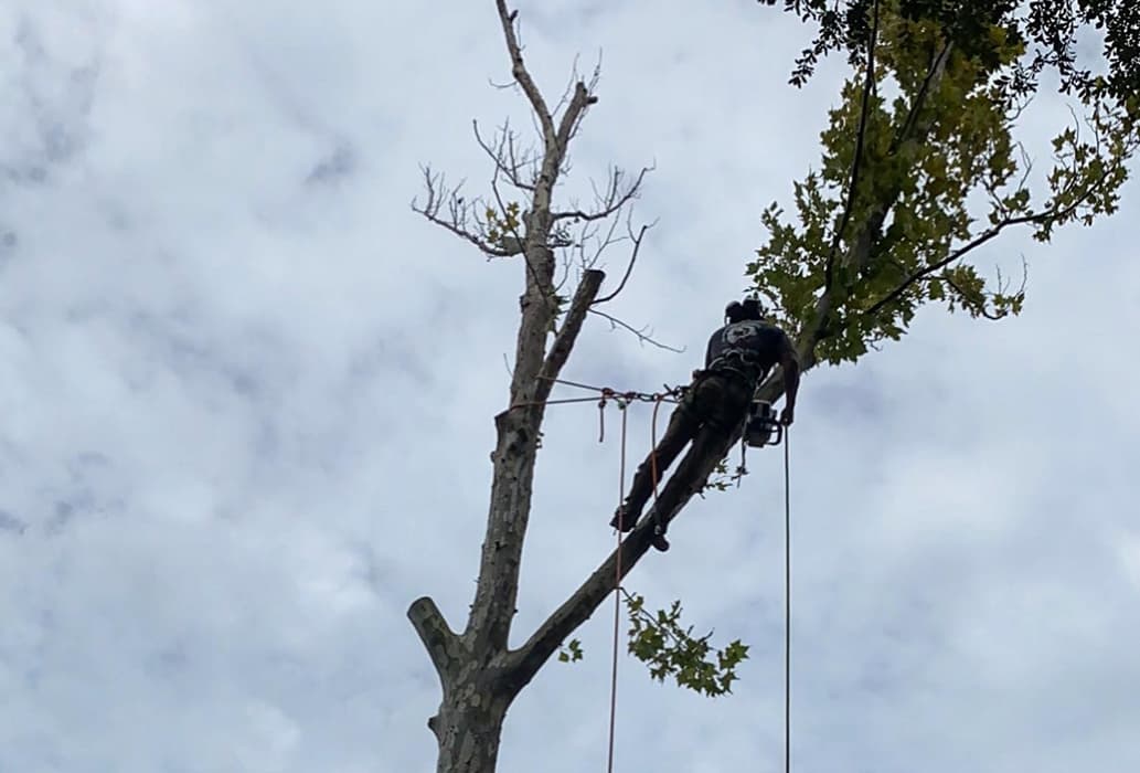 Tree Trimming & Pruning