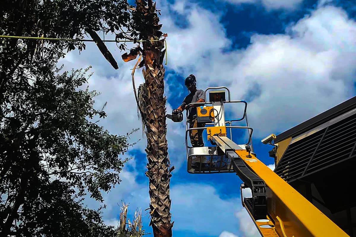 Tree Removal Service