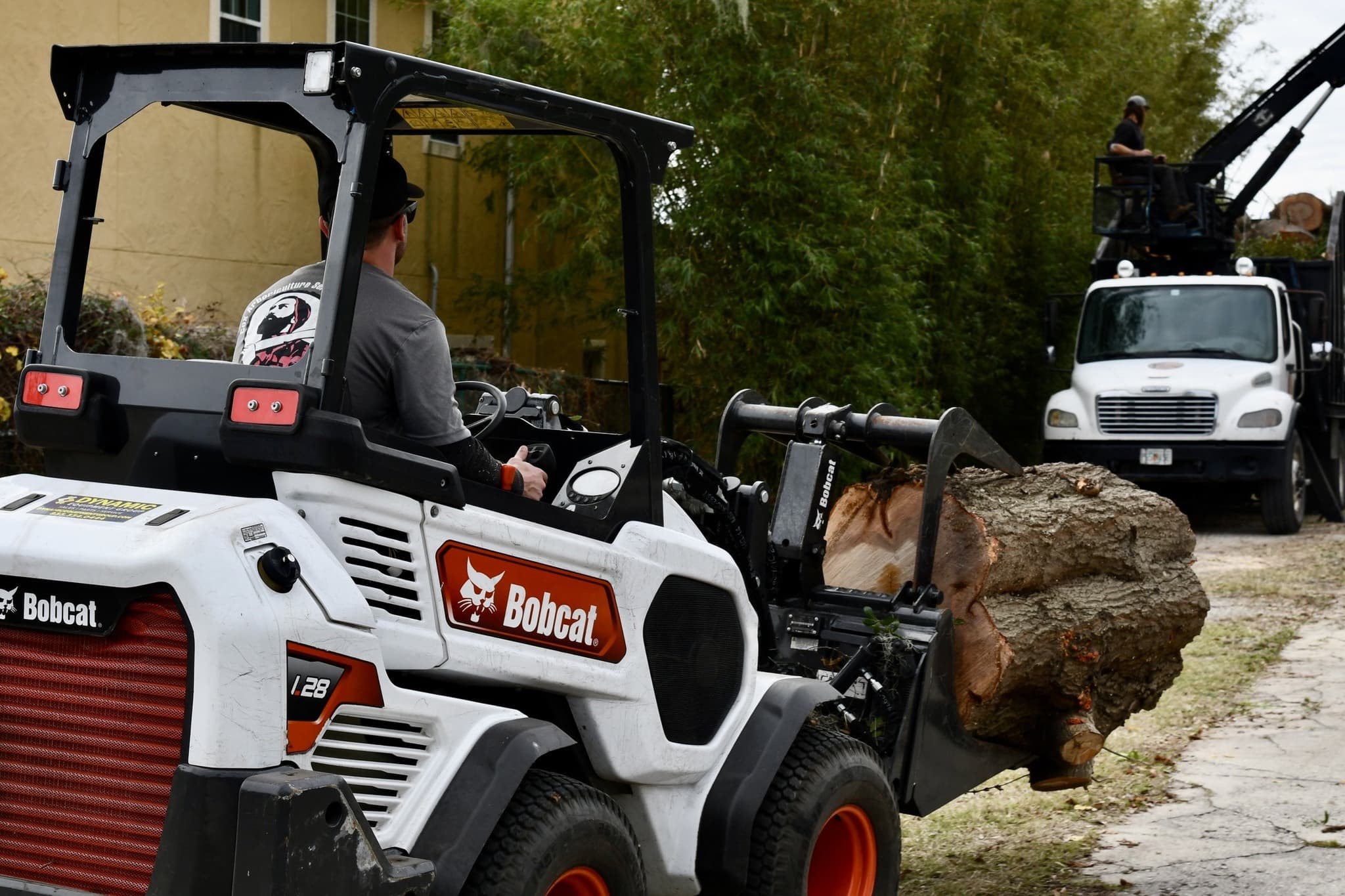 Professional Tree Removal in Orlando, Florida