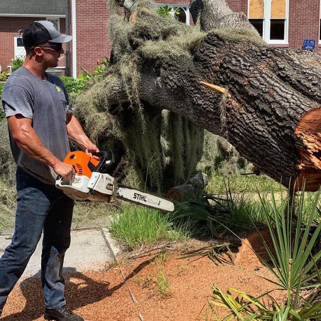 Tree Trimming and Removal Services
