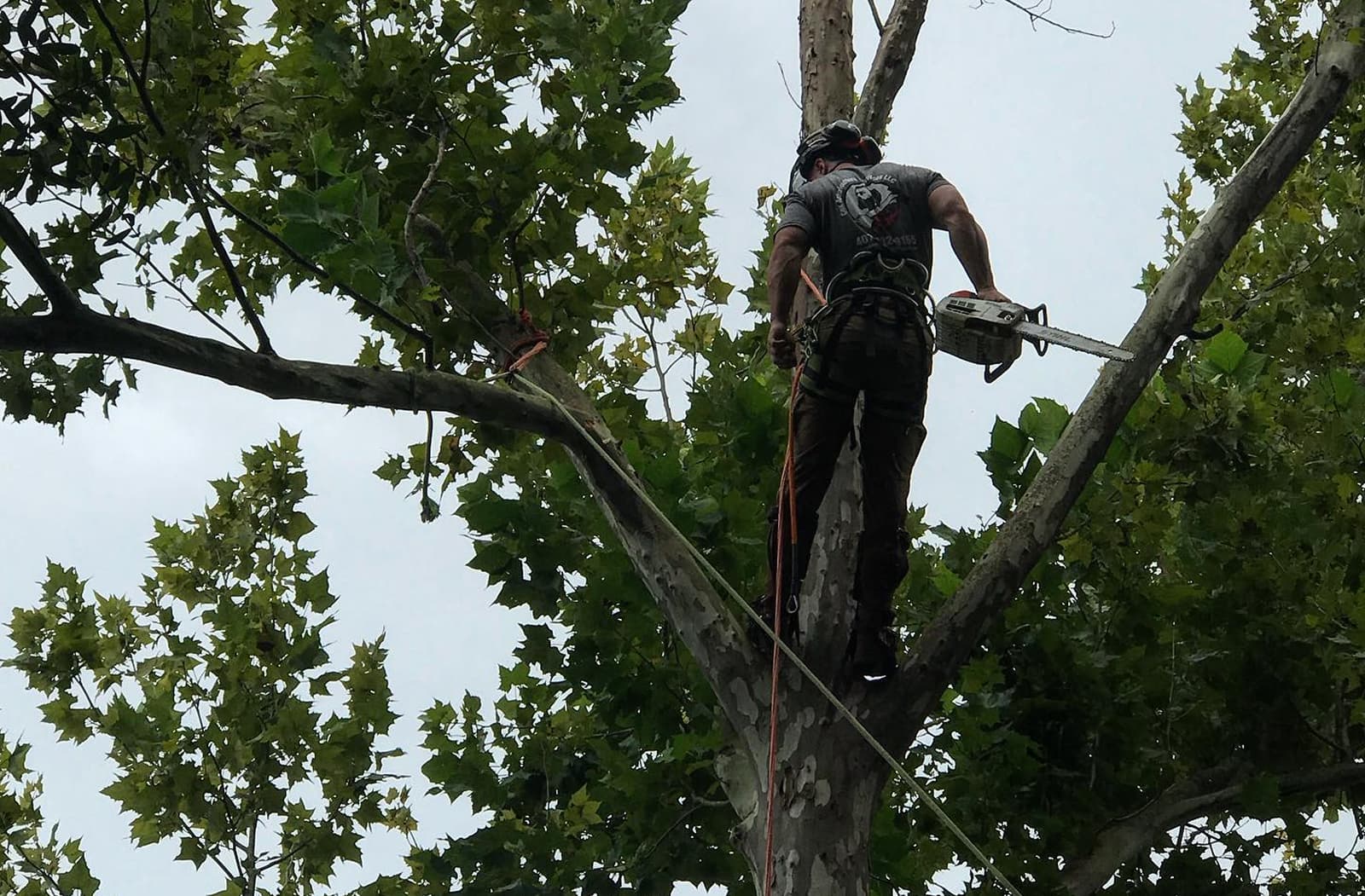Professional Tree Trimming in Orlando, Florida