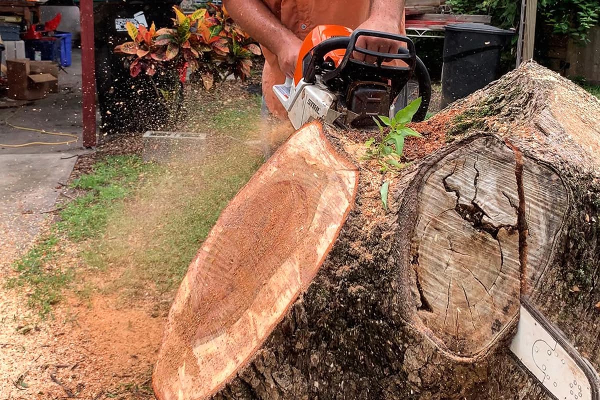 Tree Trimming & Pruning Service