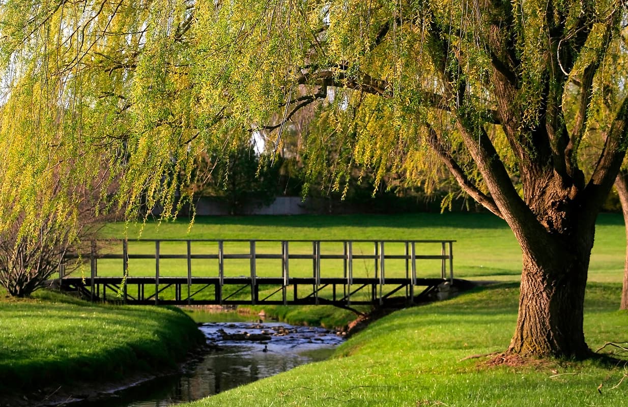 Professional Weeping Willow Pruning and Care in Orlando