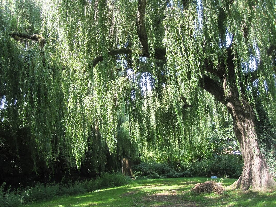 Desert Willow Tree Trimming and Care in Orlando