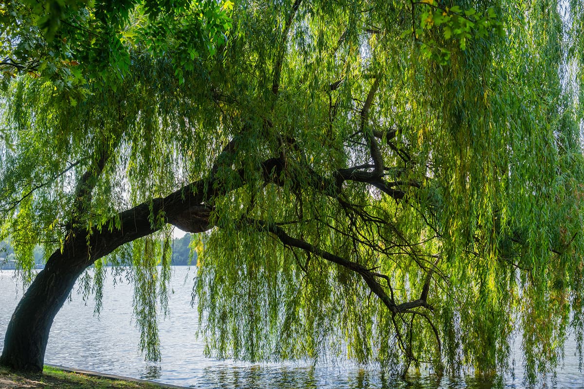 Dappled Willow Pruning and Bridal Bush Care in Orlando